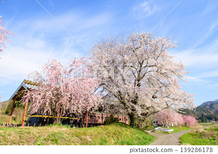 Nichu Line Memorial Museum: Cherry blossoms in full bloom and a snowplow train, Fukushima Prefecture Nichu Line Memorial Museum: Cherry blossoms in full bloom and a snowplow train, Fukushima Prefecture 139286178