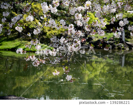 Cherry blossoms in full bloom by the pond and the fresh green leaves reflected on the water's surface. Cherry blossoms in full bloom by the pond and the fresh green leaves reflected on the water's surface. 139286221