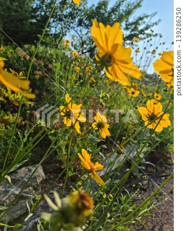 Golden-Wave flower on nature background Golden-Wave flower on nature background 139286250