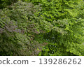 Red and green maple trees 139286262