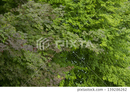 Red and green maple trees Red and green maple trees 139286262
