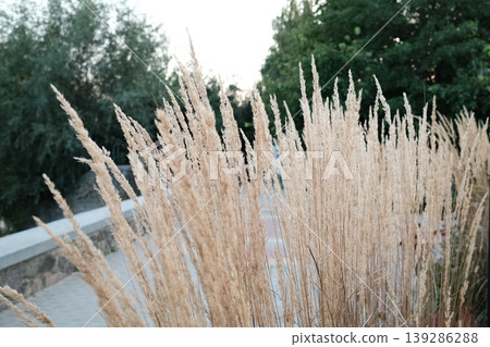 Close up shows wheatgrass plants near a walkway and some green trees in the background Close up shows wheatgrass plants near a walkway and some green trees in the background 139286288