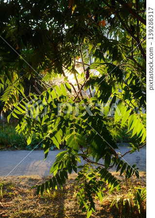 Sun shines through a green Staghorn Sumac tree branches near the asphalt road Sun shines through a green Staghorn Sumac tree branches near the asphalt road 139286317