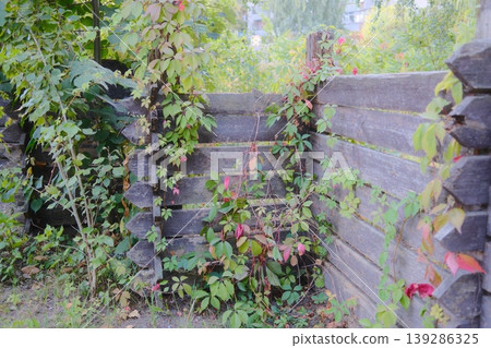 Vines grow on an old fence. Some leaves are turning red in an outdoor garden setting Vines grow on an old fence. Some leaves are turning red in an outdoor garden setting 139286325