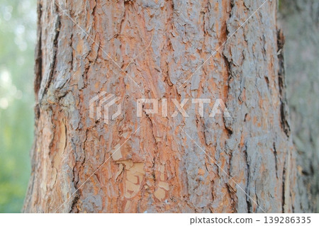 Pine bark: orange, gray textures Pine bark: orange, gray textures 139286335