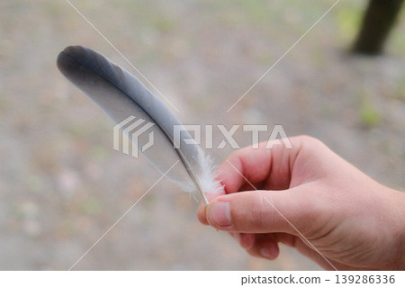 Hand holds a gray and white feather found outdoors. Background is softly blurred Hand holds a gray and white feather found outdoors. Background is softly blurred 139286336