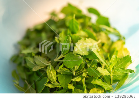 Fresh holy basil leaves in bowl vibrant green herb for cooking aromatic flavor ingredient used in Thai cuisine organic natural healthy garnish 139286365