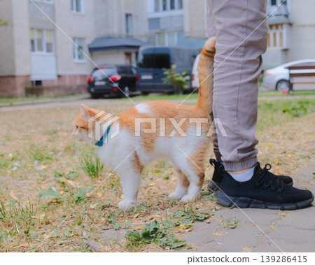 An orange and white cat rubs against the leg of a person outdoors An orange and white cat rubs against the leg of a person outdoors 139286415