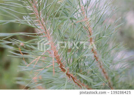 Pine branches with needles are seen during the day. The pinecone branch is visible Pine branches with needles are seen during the day. The pinecone branch is visible 139286425