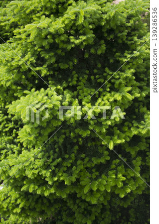 Taxus baccata close up. Green branches of yew tree(Taxus baccata, English yew Taxus baccata close up. Green branches of yew tree(Taxus baccata, English yew 139286536