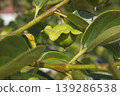 persimmon 139286538