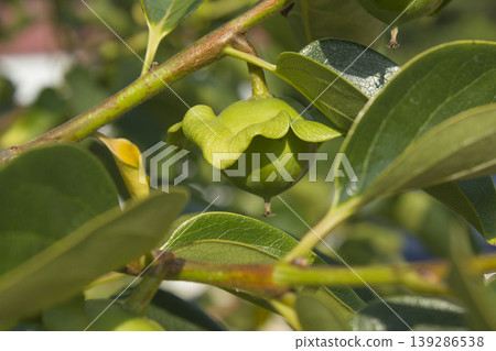 persimmon persimmon 139286538