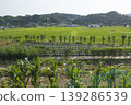 It is a rural landscape with a pepper field. 139286539