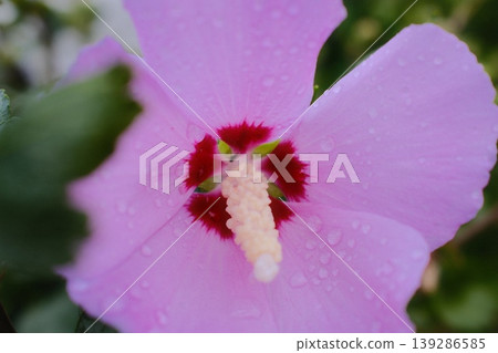 A closeup of a light purple Rose of Sharon flower with water droplets on the petals A closeup of a light purple Rose of Sharon flower with water droplets on the petals 139286585