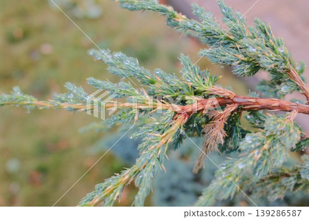 Close view of a Juniper branch with water droplets. Close view of a Juniper branch with water droplets. 139286587