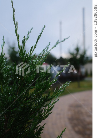 Close up of a wet, green evergreen plant with water droplets visible after a rain 139286588