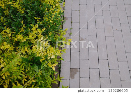 Yellow and green foliage grows alongside the light gray brick of a walkway Yellow and green foliage grows alongside the light gray brick of a walkway 139286605