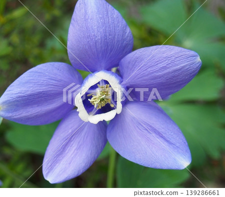 耬藍花 139286661