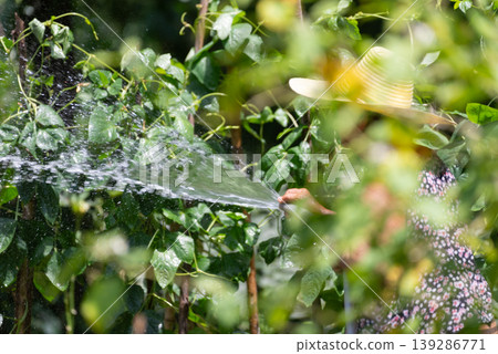 Hand watering green plants with hose in sunny garden fresh leaves and water spray showing care growth organic farming and healthy environment Hand watering green plants with hose in sunny garden fresh leaves and water spray showing care growth organic farming and healthy environment 139286771