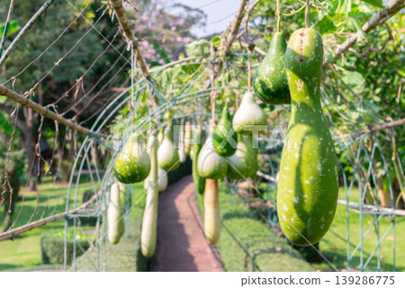 Green bottle gourds hanging on vine tunnel in sunny garden natural farm setting showing fresh organic produce growth agriculture and rural pathway Green bottle gourds hanging on vine tunnel in sunny garden natural farm setting showing fresh organic produce growth agriculture and rural pathway 139286775