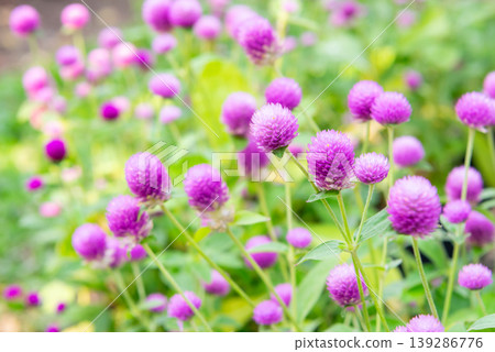 Purple globe amaranth flowers blooming in garden with soft green background natural light showing vibrant floral texture fresh plants and ornamental beauty Purple globe amaranth flowers blooming in garden with soft green background natural light showing vibrant floral texture fresh plants and ornamental beauty 139286776