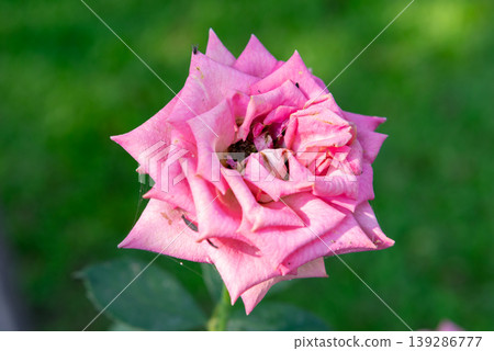 Pink rose flower closeup with soft petals and natural texture in sunlight showing delicate bloom garden beauty and organic floral detail 139286777