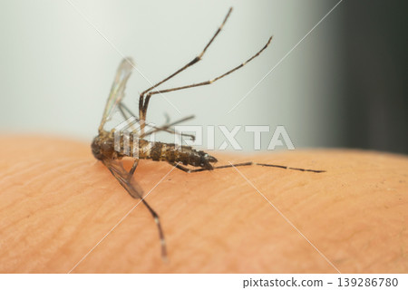 Macro view of mosquito feeding on human skin showing insect detail potential disease risk and public health concern in natural light environment 139286780