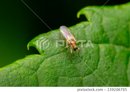 Macro closeup of small fly resting on green leaf showing insect detail translucent wings natural texture and garden environment in soft light Macro closeup of small fly resting on green leaf showing insect detail translucent wings natural texture and garden environment in soft light 139286785