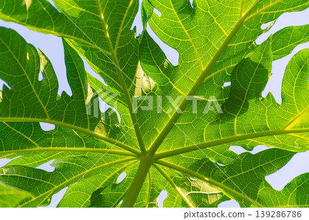 Backlit green papaya leaf showing detailed veins structure and natural texture against sky creating vibrant organic pattern and fresh botanical background Backlit green papaya leaf showing detailed veins structure and natural texture against sky creating vibrant organic pattern and fresh botanical background 139286786