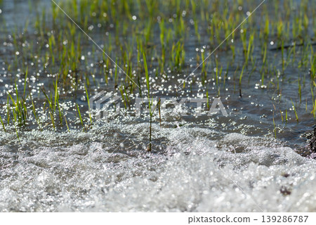 Young rice seedlings growing in shallow water with natural bubbles and foam under sunlight showing fresh agriculture field irrigation growth and organic farming environment Young rice seedlings growing in shallow water with natural bubbles and foam under sunlight showing fresh agriculture field irrigation growth and organic farming environment 139286787
