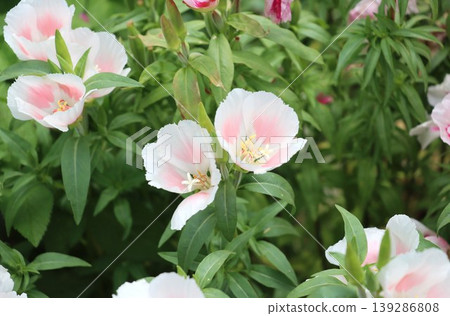 Pale pink Godetia flowers, also known as Oenothera biennis or Oenothera erythrosora. 139286808