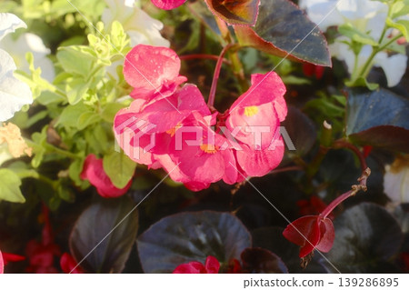 Many pink wax begonia flowers are blooming outdoors Many pink wax begonia flowers are blooming outdoors 139286895