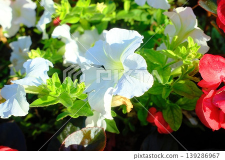 Bright white petunias and red begonias blossom with green foliage in a garden 139286967