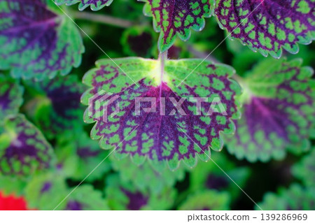Close-up shows coleus leaves. The foliage displays intricate patterns of green and purple Close-up shows coleus leaves. The foliage displays intricate patterns of green and purple 139286969