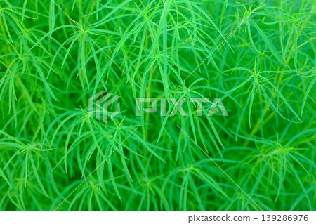 A dense cluster of bright green slenderleaf plants growing outdoors in the sunshine A dense cluster of bright green slenderleaf plants growing outdoors in the sunshine 139286976
