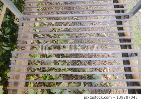 A metal grating covers plants. Bare soil is also visible through the grating bars A metal grating covers plants. Bare soil is also visible through the grating bars 139287043