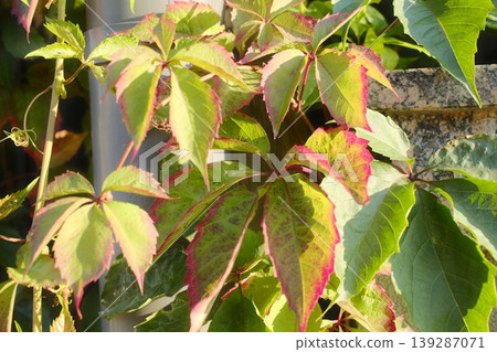 Green and red Virginia creeper leaves are climbing near a light wall Green and red Virginia creeper leaves are climbing near a light wall 139287071