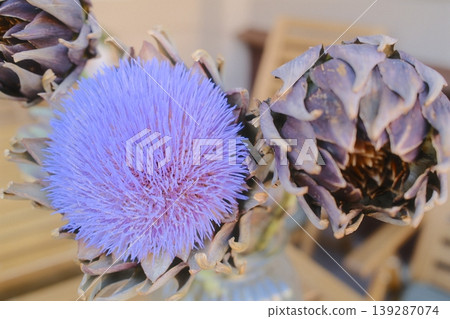 A cluster of artichoke flowers show their lovely violet and brown petals A cluster of artichoke flowers show their lovely violet and brown petals 139287074
