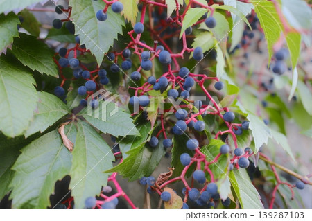 Climbing Virginia creeper has leaves turning colors, bearing dark blue berries in fall 139287103