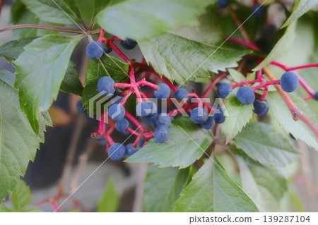 Close up of Virginia creeper leaves with ripe berries Close up of Virginia creeper leaves with ripe berries 139287104