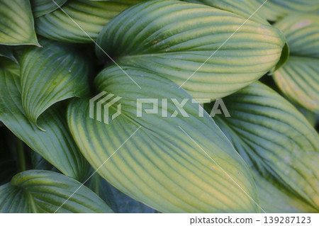 Several variegated Hosta leaves are clustered together Several variegated Hosta leaves are clustered together 139287123