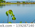 Tatara Marsh in spring and the young leaves along the lakeshore 139287140