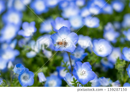 Nemophila and beesch 139287150