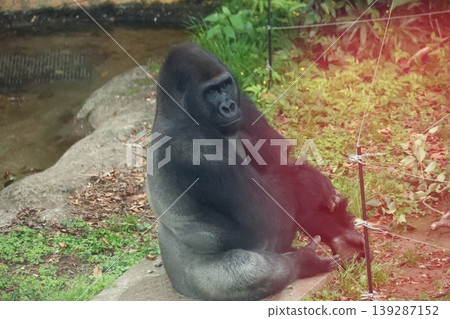 Why are gorillas' backs silver? Why are gorillas' backs silver? 139287152
