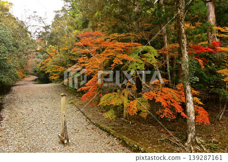 五十鈴川和秋葉的景色;伊勢神宮內殿的秋葉景色;伊勢志摩的秋季觀光景點。 五十鈴川和秋葉的景色;伊勢神宮內殿的秋葉景色;伊勢志摩的秋季觀光景點。 139287161