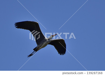 Gray heron Gray heron 139287168