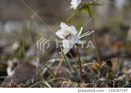 大黃花 大黃花 139287197