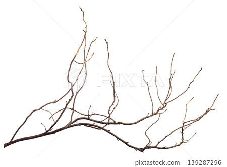 The intricately entwined withered branch of a bush on a white background. 139287296