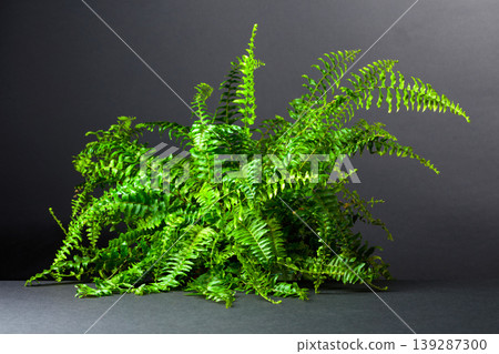 Green fern on a black background. Green fern on a black background. 139287300