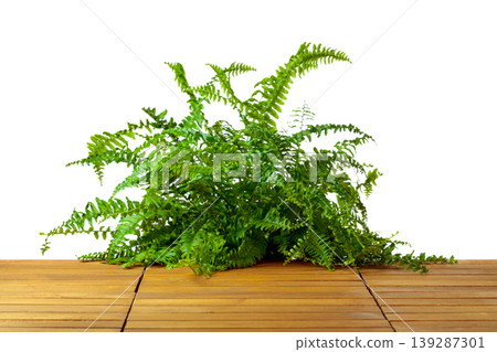 Fern on a wooden floor isolated on a white background. Fern on a wooden floor isolated on a white background. 139287301